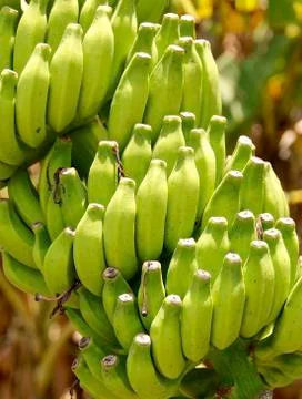 Banana tree on closeup Stock Photos
