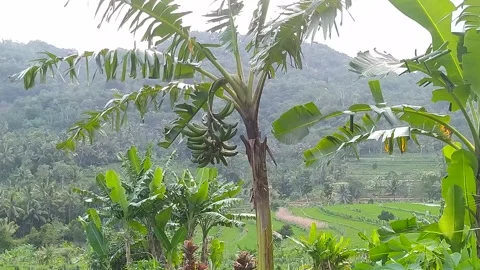 Banana tree on the edge of the rice field with beautiful view Stock Footage 291632848