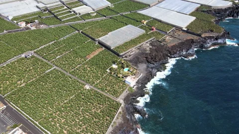 Banana tree fields Stock Footage 153840272