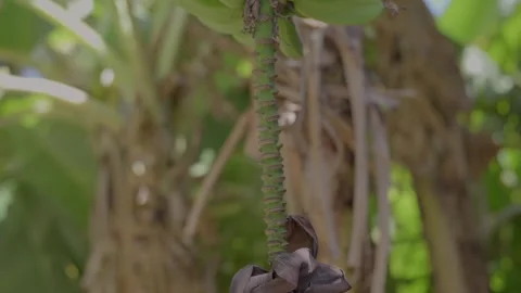 Banana tree flower 스톡 동영상 346263446