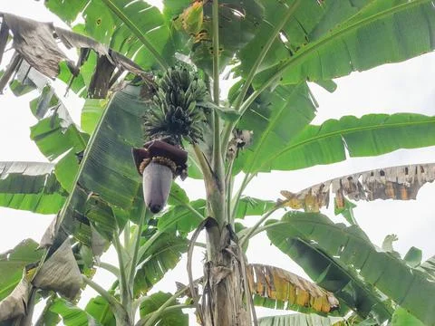 Banana tree flowering showing developing fruit cluster against bright sky Stock Photos