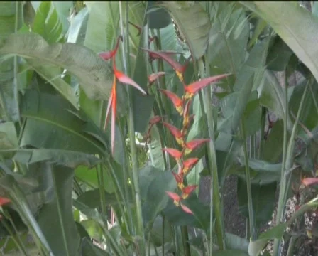 Banana tree Stock Footage 756074