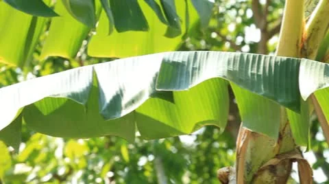 Banana tree 스톡 동영상 11259673
