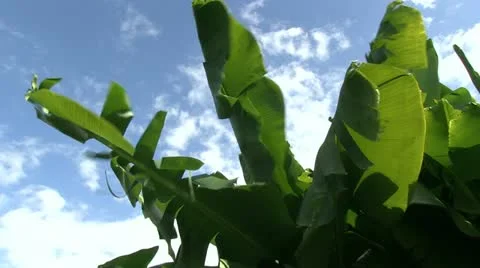 Banana tree Stock Footage 12382777