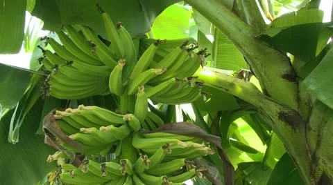 Banana tree Stock Footage 12382874