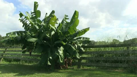 Banana tree Stock Footage 12382921