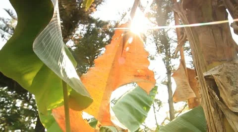 Banana tree Stock Footage 21278805