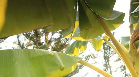 Banana tree Stock Footage 21279635