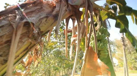 Banana tree Stock Footage 21280825