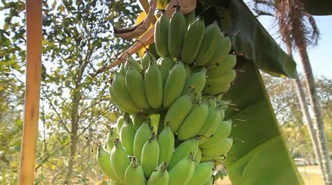 Banana tree Stock Footage 21281366
