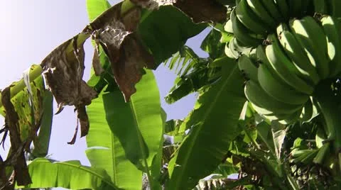 Banana tree Stock Footage 22341322