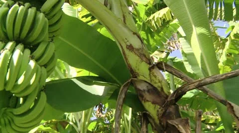 Banana tree Stock Footage 22341336
