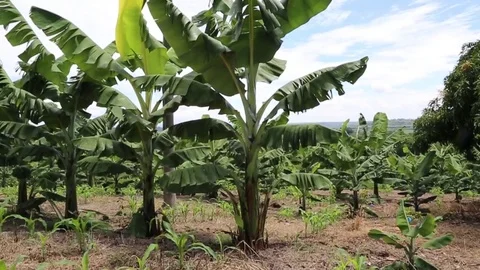 Banana tree Stock Footage 71343953