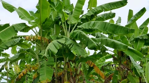 Banana tree Stock Footage 78611558