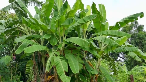 Banana tree Stock Footage 78612002