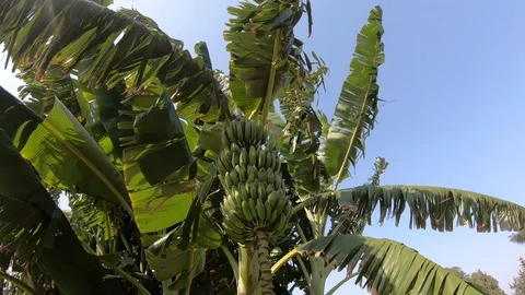 Banana Tree Video stock 122248892