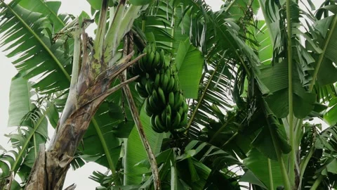 Banana tree Stock Footage 162781137