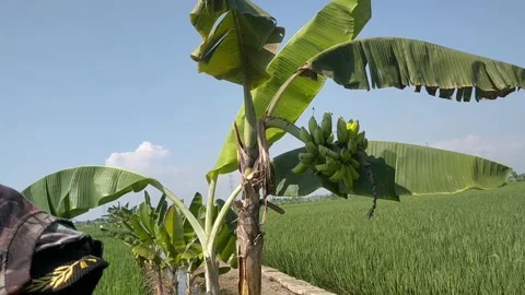 Banana tree Stock Footage 208888108