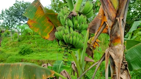 Banana tree Stock Footage 233317103