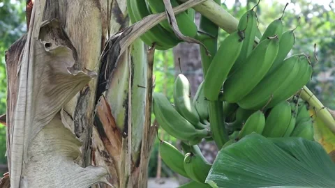 Banana Tree Stock Footage 237358897