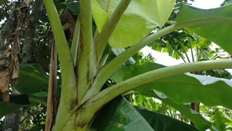 Banana tree Video stock 290989141