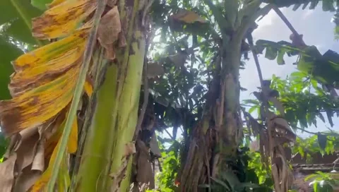 The banana tree Stock Footage 294125297
