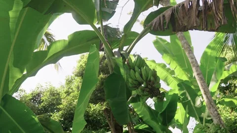 Banana tree Stock Footage 314666392