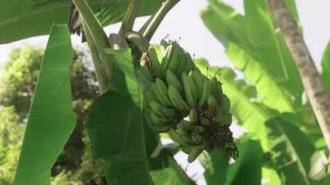 Banana tree Stock Footage 314681504