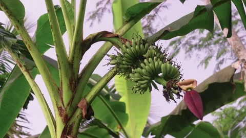 Banana tree Stock Footage 314700202
