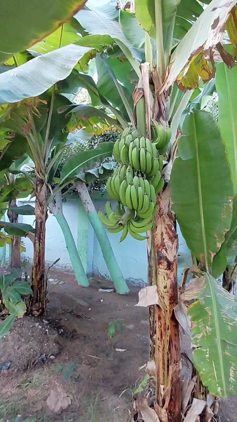 Banana tree Stock Footage 335593310