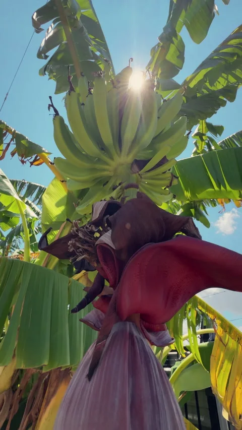 Banana Tree Fruit and Flower Видео 343735426