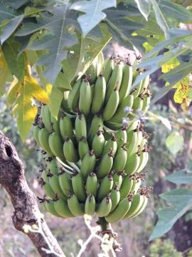 Banana Tree Fruit Stock Photos