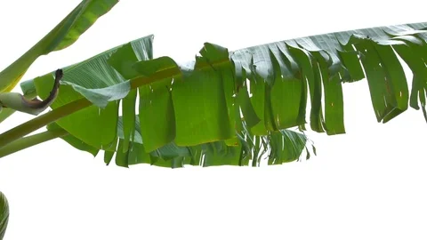 Banana tree in the garden. Stock-Footage 75404775