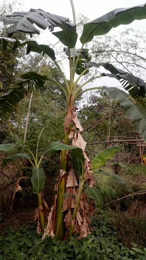 Banana tree at garden Stock Footage 126362007