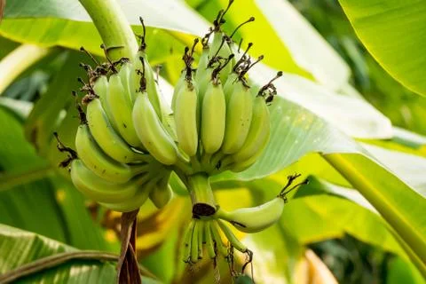 Banana tree in the garden Stock Photos