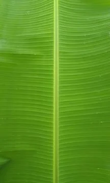 Banana tree green leaf texture Stock Photos