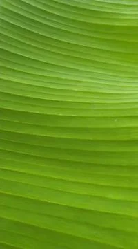 Banana tree green leaf texture Stock Photos