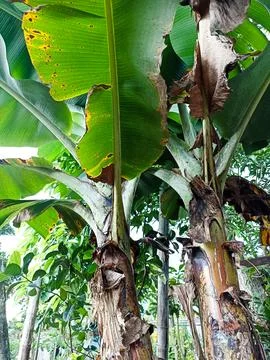 Banana tree grows in the yard Stock Photos