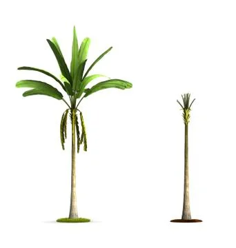 Banana tree. Stock Illustration