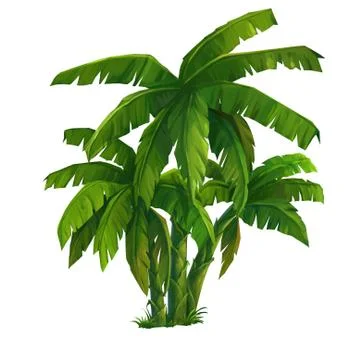 Banana tree Stock Illustration