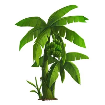 Banana tree Stock Illustration