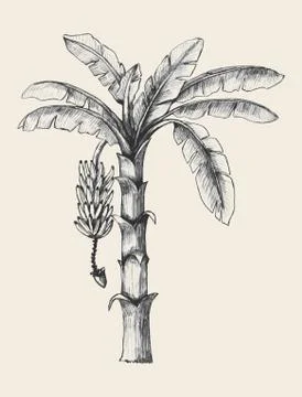 Banana Tree Stock Illustration
