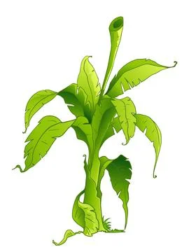 Banana tree Stock Illustration