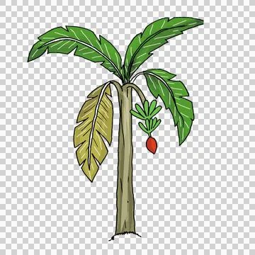 Banana tree Stock Illustration