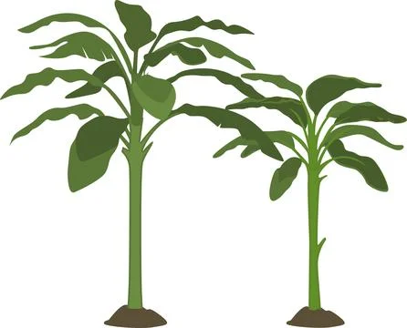 Banana tree Stock Illustration