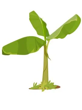 Banana Tree Stock Illustration