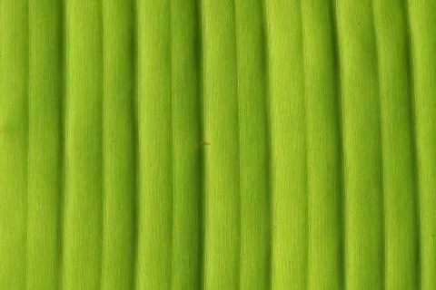 Banana tree leaf background Foto stock