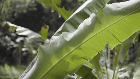BANANA TREE LEAF CLOSE UP- 1080P 23.98 PRORES Stock Footage 104155292