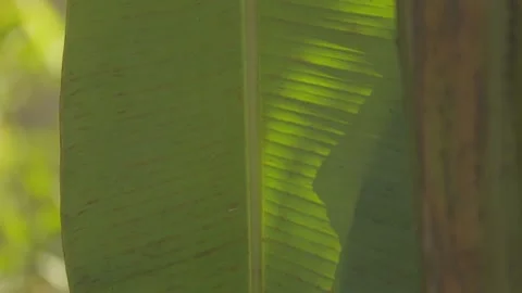 Banana Tree Leaf Stock Footage 225566557