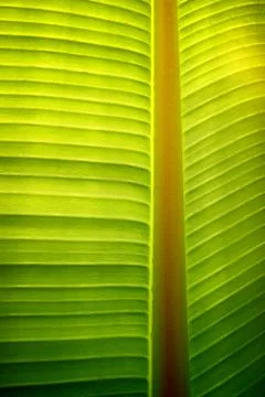 Banana Tree Leaf Pattern Stock Photos